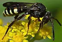 Nomada vicina - photo 4