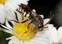 Nomada vicina - photo 5