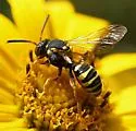Nomada vincta