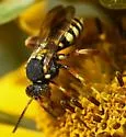 Nomada vincta - photo 2