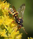Nomada vincta - photo 3