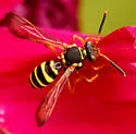 Nomada vincta - photo 4