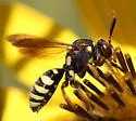Nomada vincta - photo 5