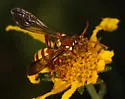 Nomada zebrata - photo 2