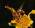 Nomada zebrata - photo 3