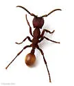 Nomamyrmex esenbeckii - photo 3