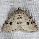 Nomenia duodecemlineata - Hodges#7426 - Nomenia duodecemlineata