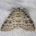 Nomenia duodecemlineata - Hodges#7426 - photo 2