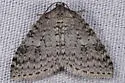 Nomenia duodecemlineata - Hodges#7426 - photo 4