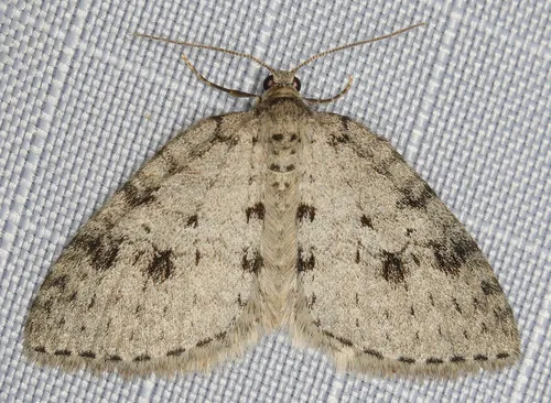 Nomenia obsoleta - Hodges#7427