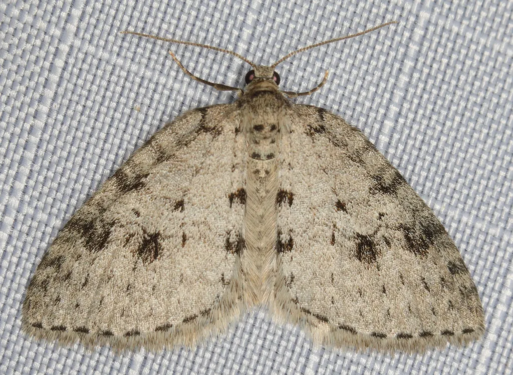 Nomenia obsoleta - Hodges#7427 - photo 2
