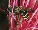 Nomia angustitibialis - photo 2