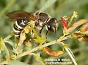 Nomia angustitibialis - photo 5