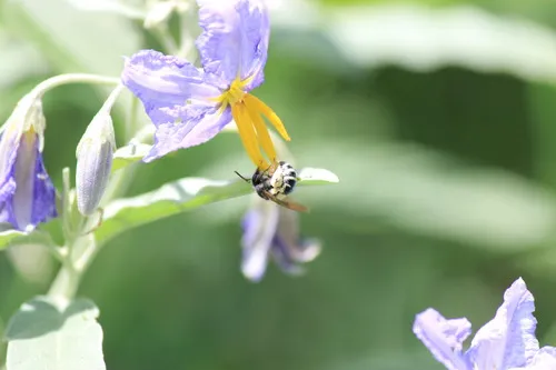 Nomia foxii