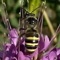 Alkali Bee - photo 2