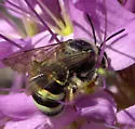 Alkali Bee - photo 3