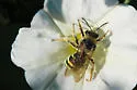 Alkali Bee - photo 4