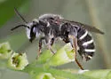 Nomia tetrazonata - photo 4