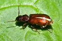 Stink Beetle - photo 2