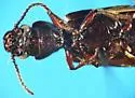 Stink Beetle - photo 4