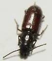 Stink Beetle - photo 5