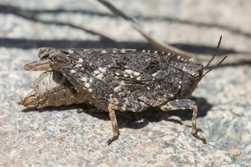 Crested Pygmy Grasshopper