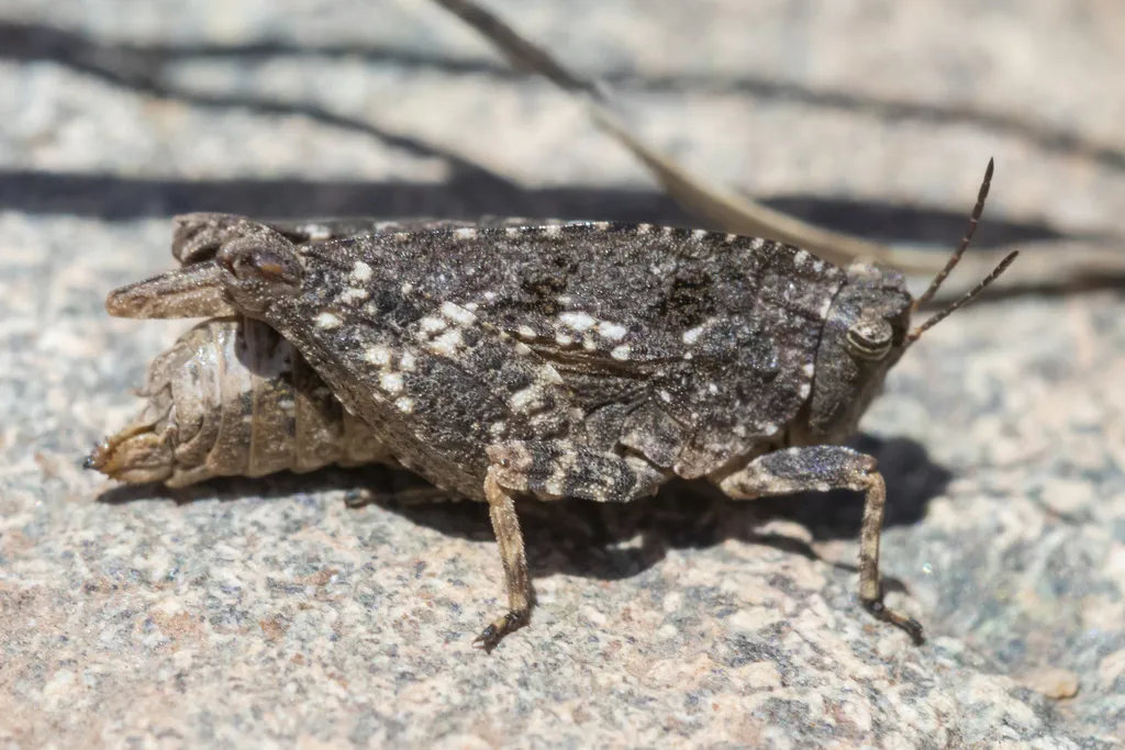 Crested Pygmy Grasshopper - photo 2
