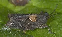 Low-ridged Pygmy Grasshopper