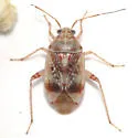 Nonlygus nubilatus - Nonlygus nubilatus