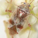 Nonlygus nubilatus - photo 2