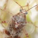 Nonlygus nubilatus - photo 4