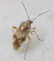 Nonlygus nubilatus - photo 5