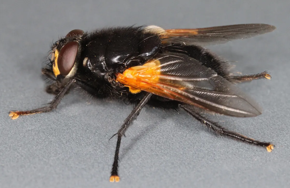 Noon Fly - photo 3