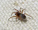 Nopalityna francisca