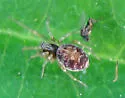 Nopalityna sublata