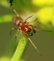 Nopalityna sublata - photo 2