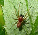 Nopalityna sublata - photo 3