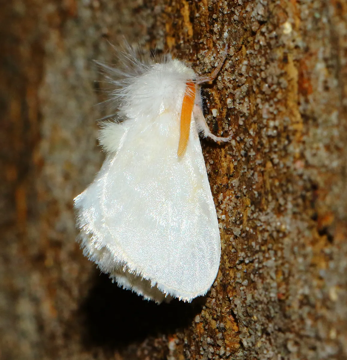 White Flannel Moth - photo 3
