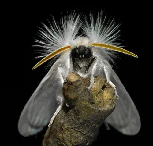 White Flannel Moth - photo 6