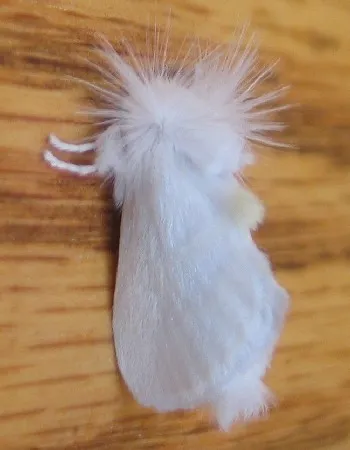 White Flannel Moth - photo 8
