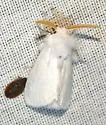 Norape sorpresa - Hodges#4650.1