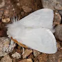 Norape sorpresa - Hodges#4650.1 - photo 2