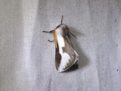 Mesquite Stinger Moth - Norape tener