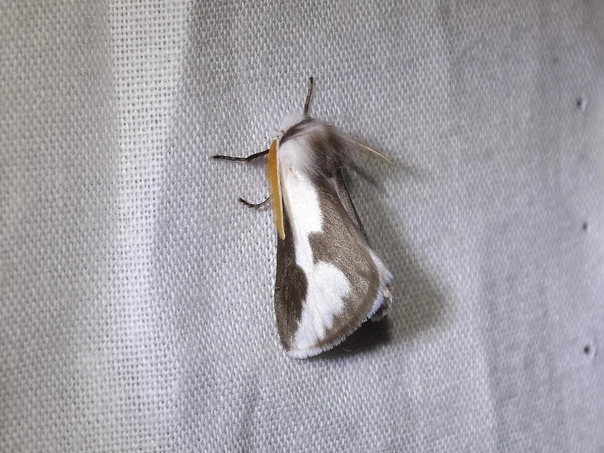 Mesquite Stinger Moth - photo 3