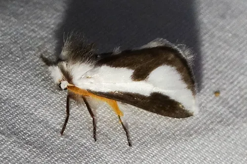 Mesquite Stinger Moth - photo 5