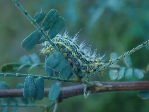 Mesquite Stinger Moth - photo 6