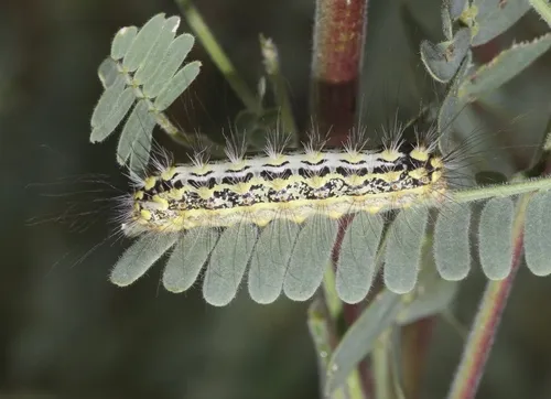 Mesquite Stinger Moth - photo 7