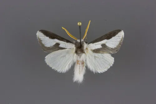 Mesquite Stinger Moth - photo 8