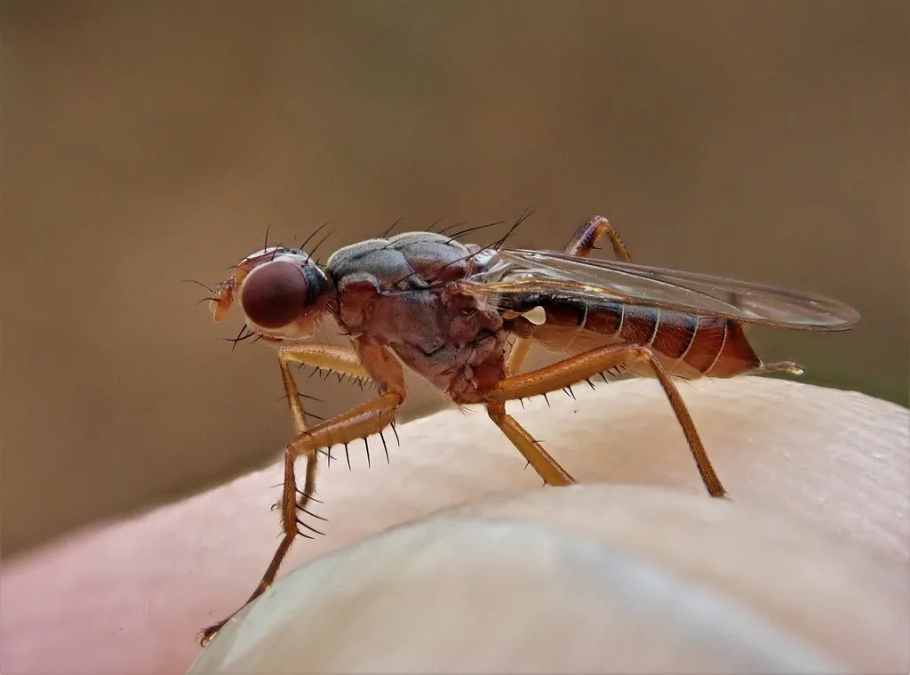 Norellia spinipes - photo 2