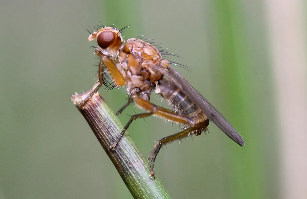 Norellisoma spinimanum - photo 2